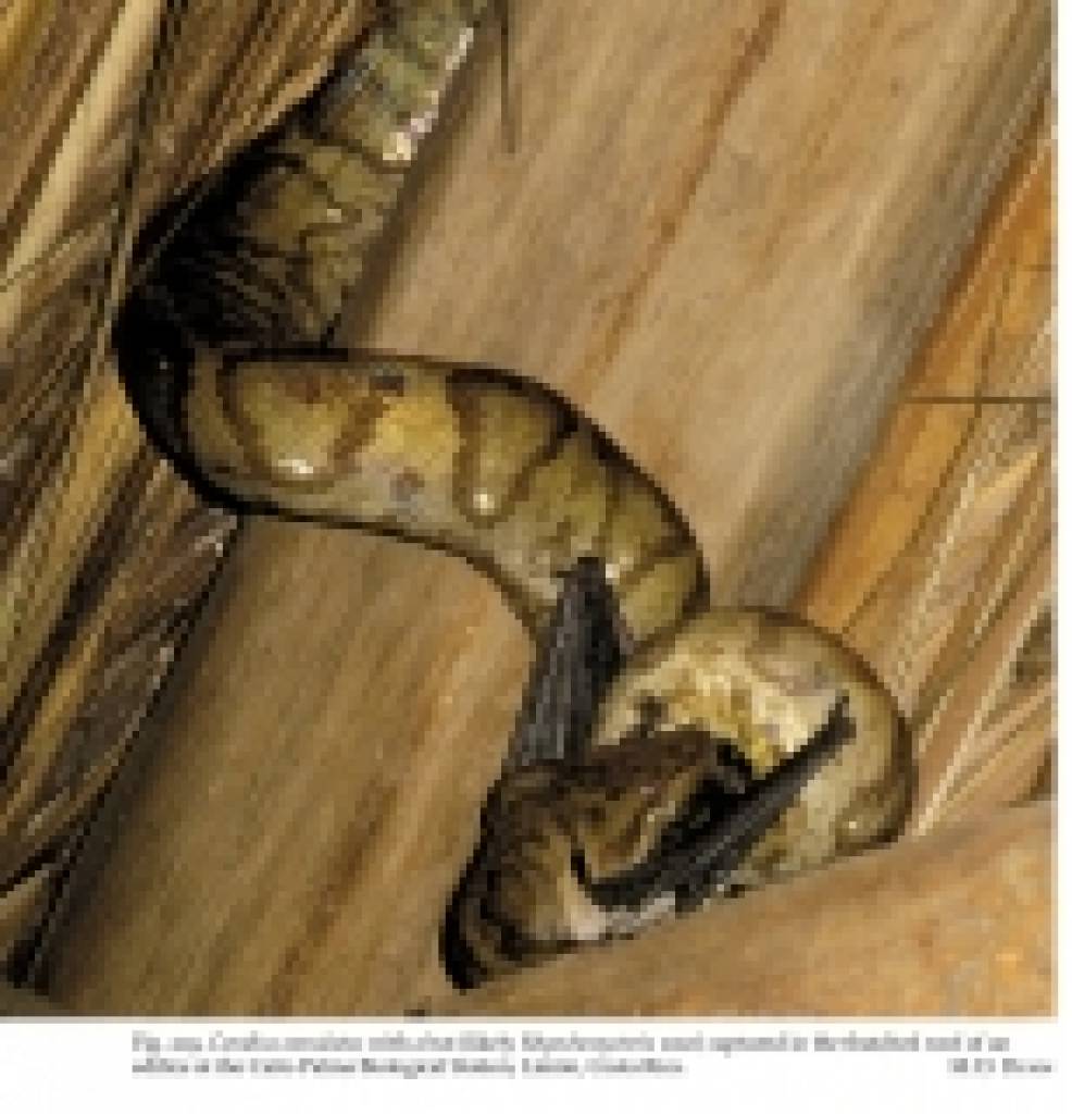 Natural History of Neotropical Treeboas (genus Corallus)